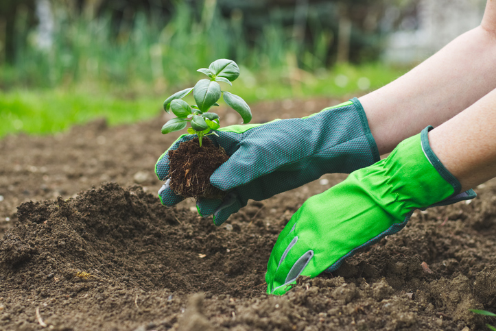 Umpflanzen ins Freiland