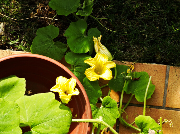Umzug auf den Balkon