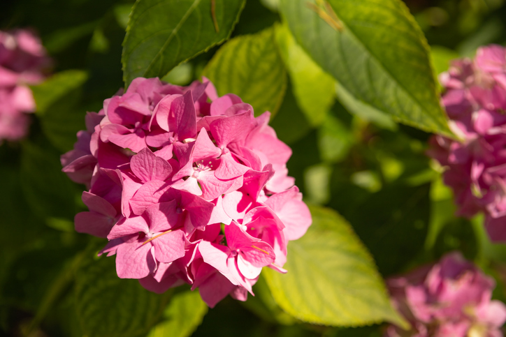 Umzug ins Freiland richtig durchführen