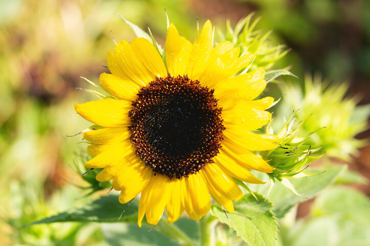 Verbreitung und Herkunft der Sonnenblume