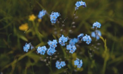 Vergissmeinnicht Steckbrief