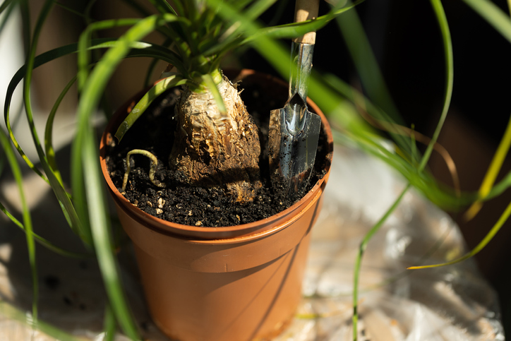 Vermehrung des Elefantenfußes - Schritt für Schritt