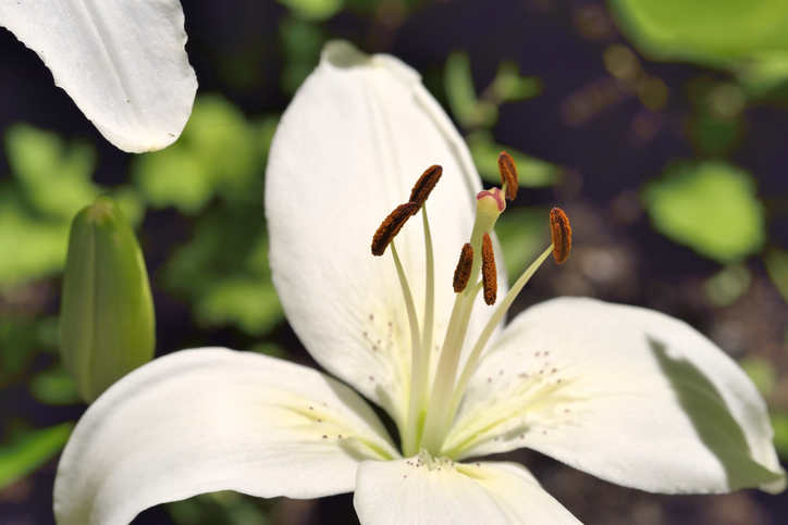 Vermehrung durch Aussaat