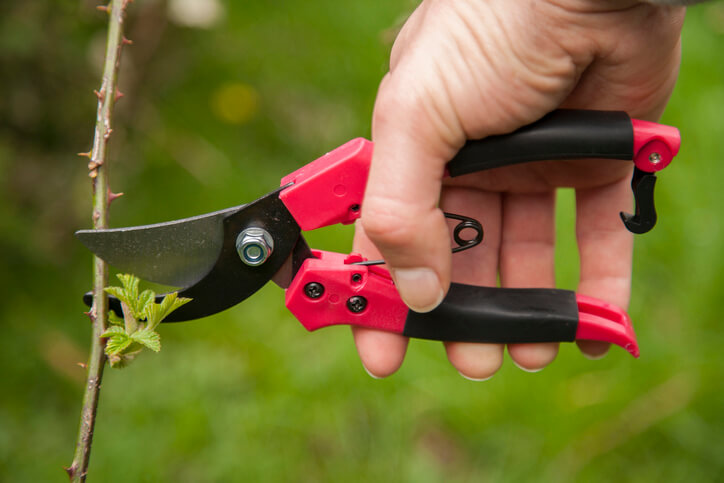 Vermehrung durch Stecklinge