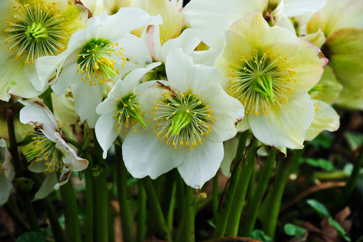 Vermehrung durch Teilung