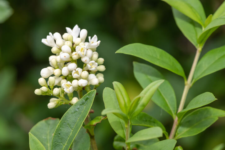 Vermehrung über Ableger