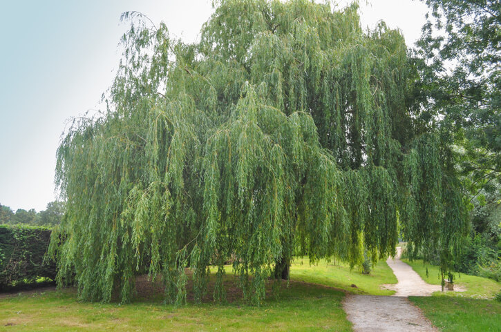 Viele sommergrüne Blätter