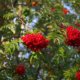 Vogelbeeren - die Frucht der Eberesche