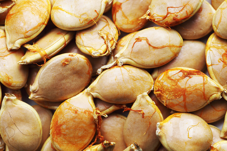 Vorbereitung der Samen