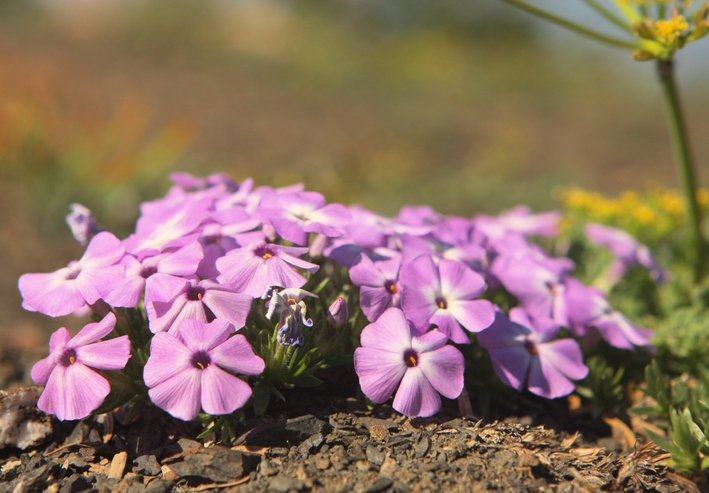 Vorbereitung des Bodens für den Anbau von Phlox-Pflanzen