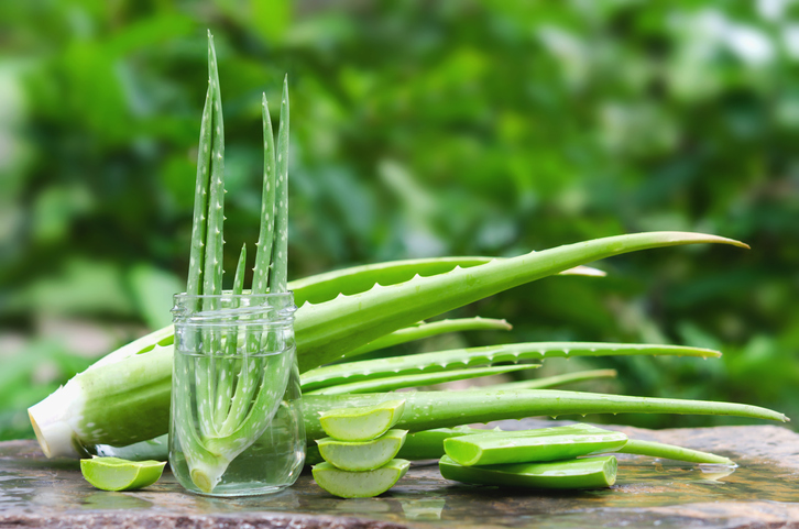 ᐅ Aloe Vera Wurzeln im Wasser ziehen - Tipps zur Bewurzelung