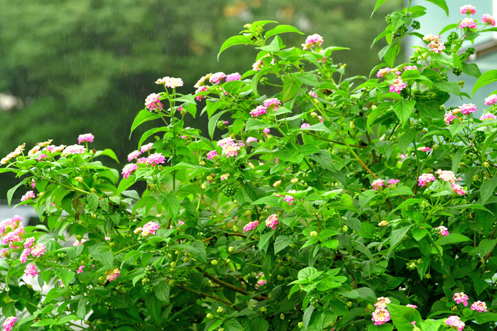 Wandelröschen mit Stecklingen vermehren