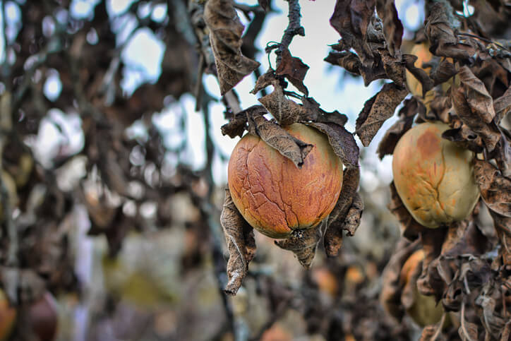 Wann ein Apfelbaum entfernt werden muss