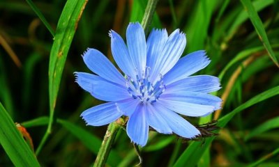 Wann hat Chicorée Saison