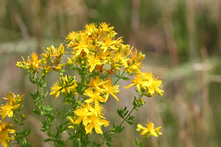 Wann ist der beste Zeitpunkt, Johanniskraut zu pflanzen