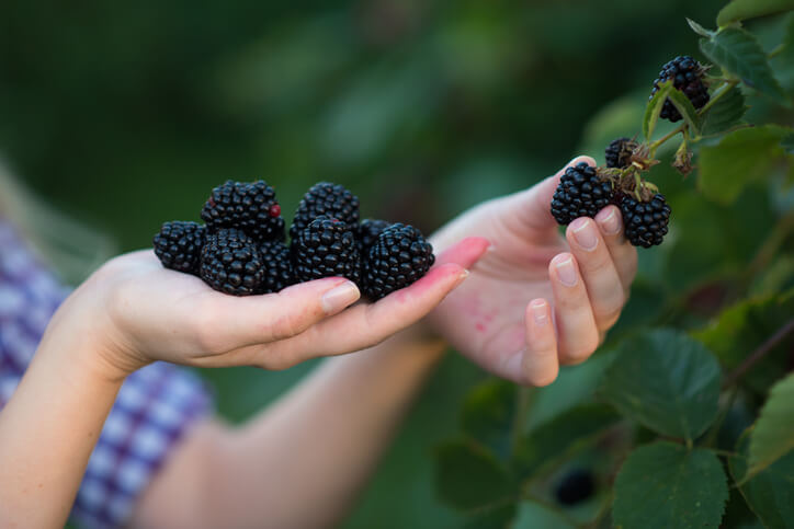 Wann sind Brombeeren erntereif