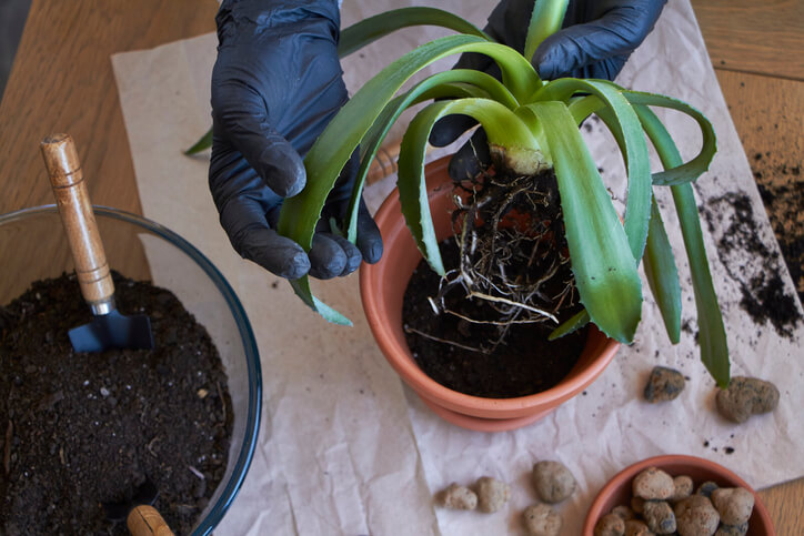 Wann sollte die Aloe Vera umgepflanzt werden