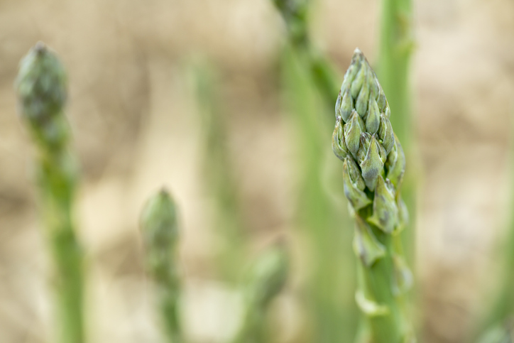 Wann wird Spargel gepflanzt
