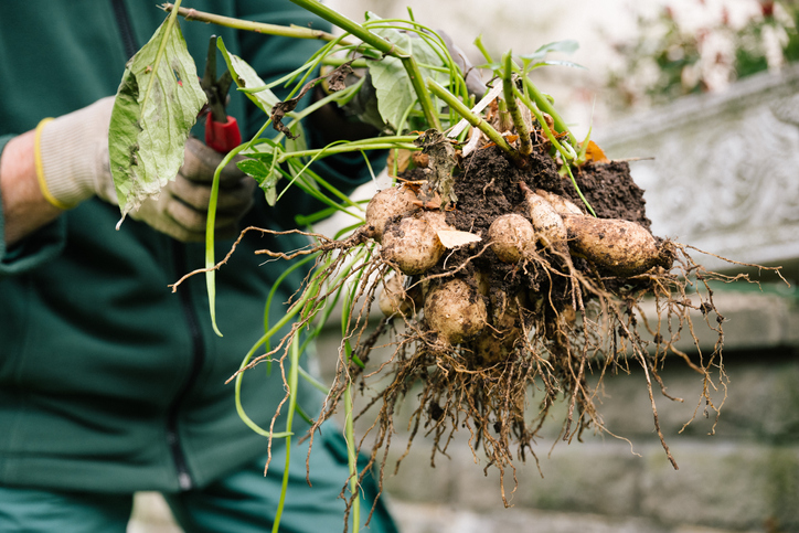 Wann wird das Düngen von Dahlien eingestellt