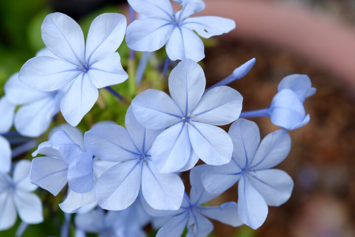 Warme Überwinterung