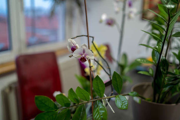 Warum verliert die Orchidee alle Blätter