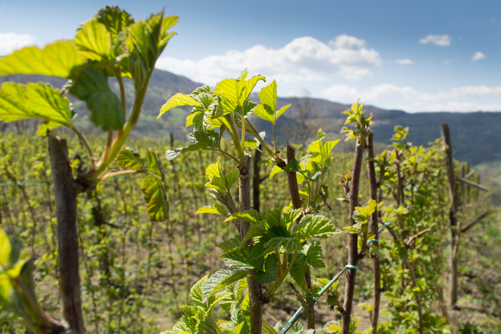 Was ist der optimale Abstand zwischen Himbeeren