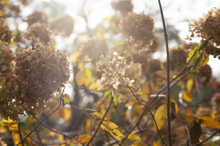 Was ist zu tun, wenn die Blätter der Hortensien verbrannt sind