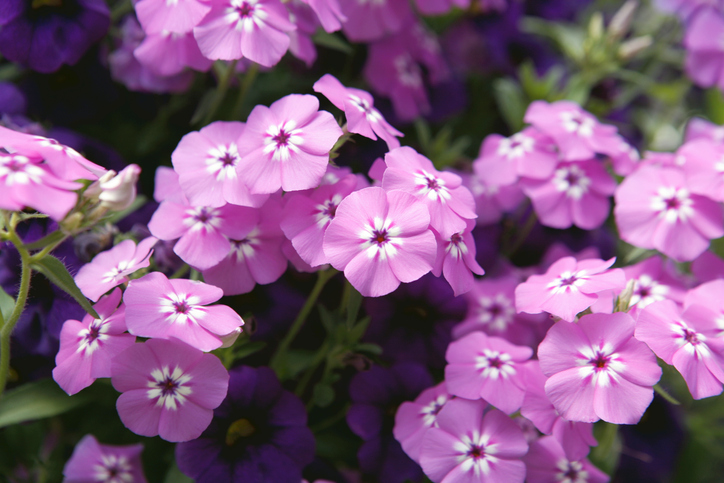 Was sind Phlox-Samen