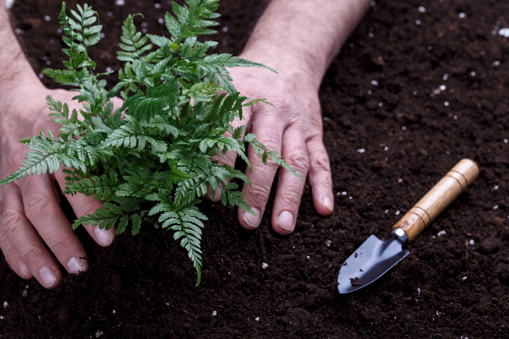 Was sollte beim Pflanzen von Farnen beachtet werden