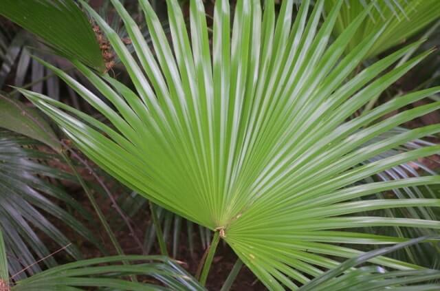 Was tun bei Erfrierungen an den Blättern der Hanfpalme