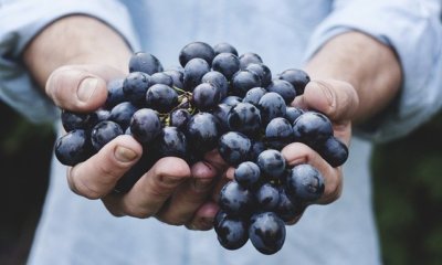 Weintraubenernte - das Wichtigste im Überblick