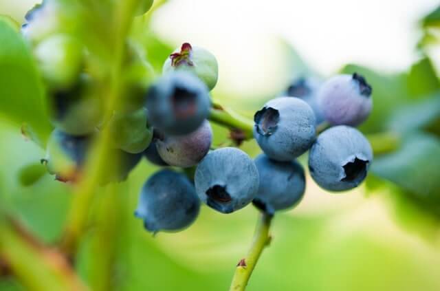 Welche Beeren wachsen im Schatten