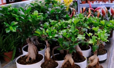 Welche Erde braucht Ficus Ginseng