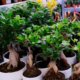 Welche Erde braucht Ficus Ginseng