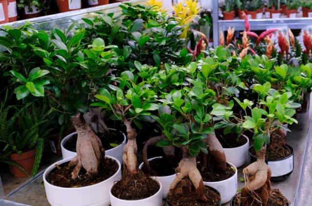 Welche Erde braucht Ficus Ginseng