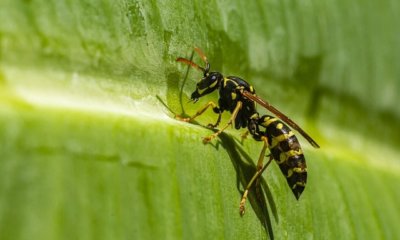 Welche Pflanzen werden von Wespen bestäubt