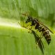 Welche Pflanzen werden von Wespen bestäubt