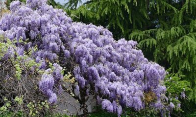 Welche Wurzeln hat Blauregen