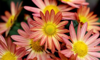 Welche spirituelle Bedeutung haben Chrysanthemen