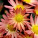 Welche spirituelle Bedeutung haben Chrysanthemen