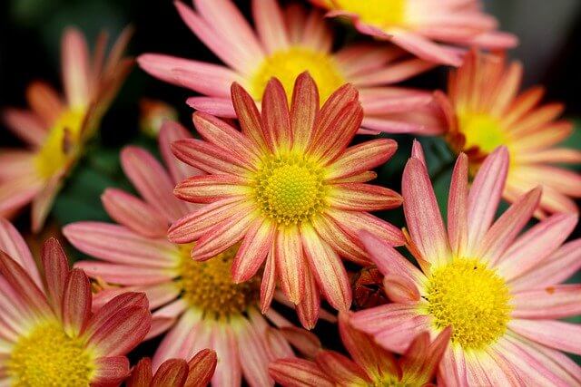 Welche spirituelle Bedeutung haben Chrysanthemen