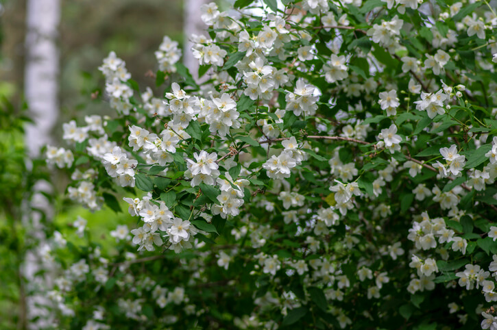 Welcher Standort ist für den Bauernjasmin ideal