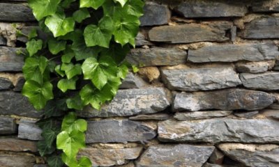 Welches Mittel hilft gegen Efeu