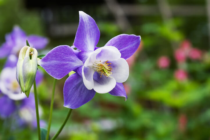 Wenig Pflege benötigt - am besten mit Gartenhandschuhen