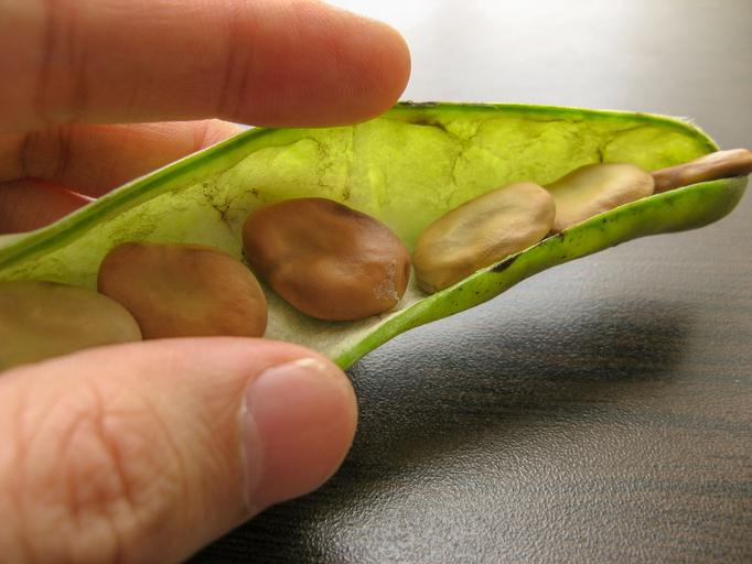 Wicken aus Samen vorziehen