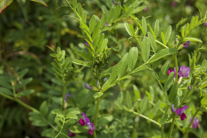Wicken regelmäßig ausputzen
