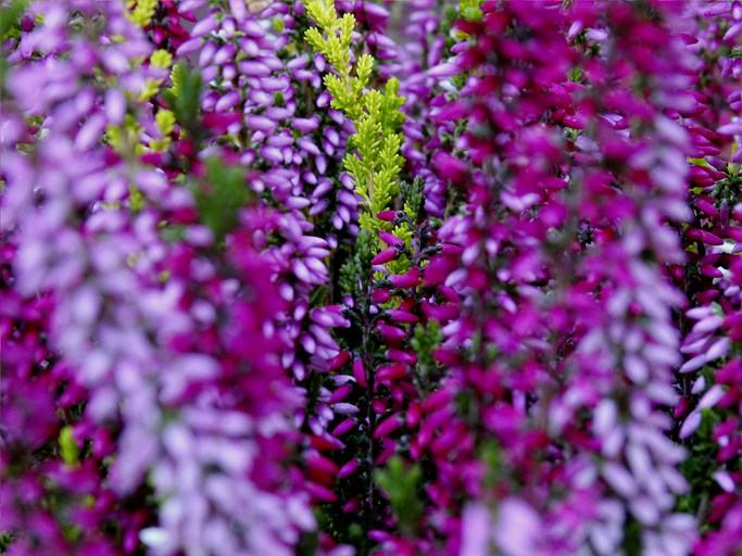 Wie blüht die Glockenheide