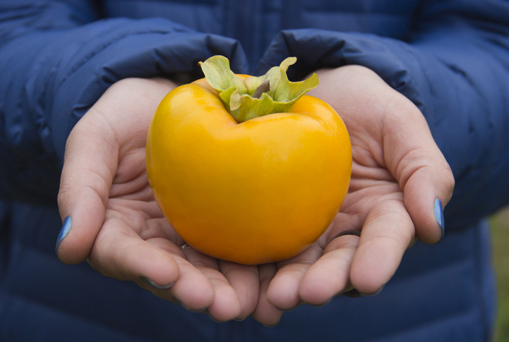 Wie funktioniert die Vermehrung über Samen