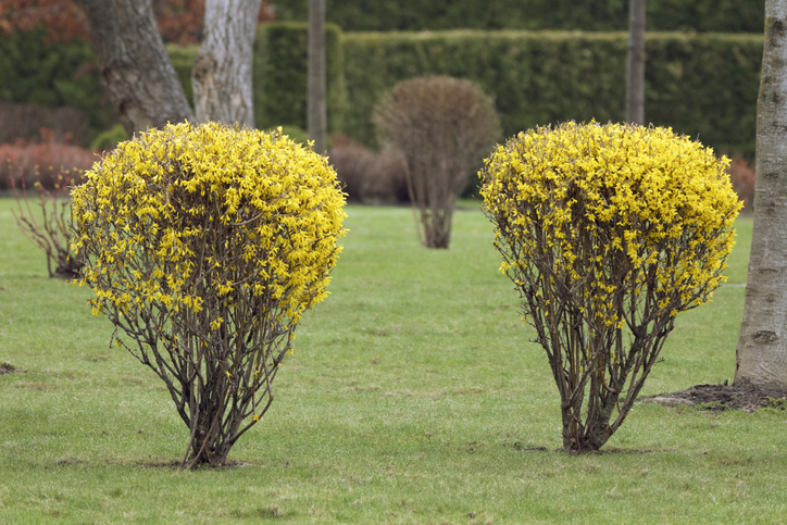 Wie gefährlich sind Forsythien für Haustiere