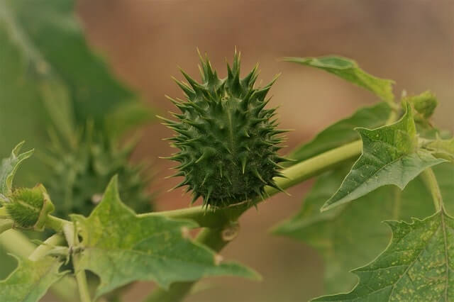 Wie giftig ist der Stechapfel